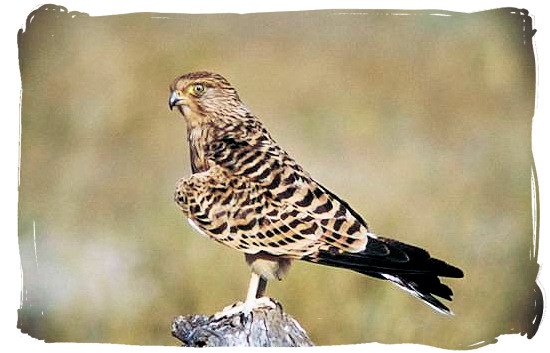 Tawny Eagle - Boulders Bush Lodge, Kruger National Park, South Africa