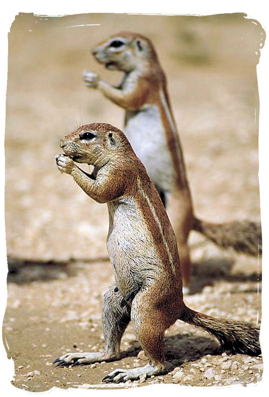Pair of Ground Squirrels in the Kalahari desert - Kgalagadi Transfrontier National Park in South Africa