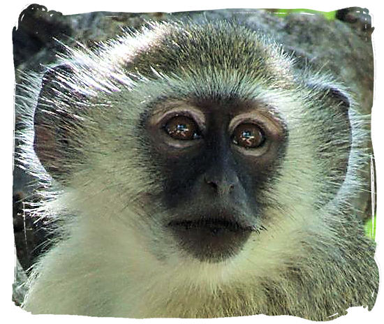 Vervet monkey - Kgalagadi Transfrontier National Park in South Africa