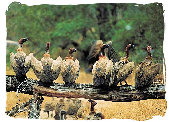 Bunch of vultures waiting for their turn to the dinner table - Marakele National Park accommodation