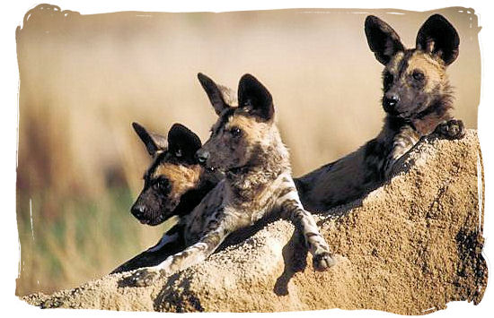 Pack of Wild Dogs - Biyamiti bushveld camp