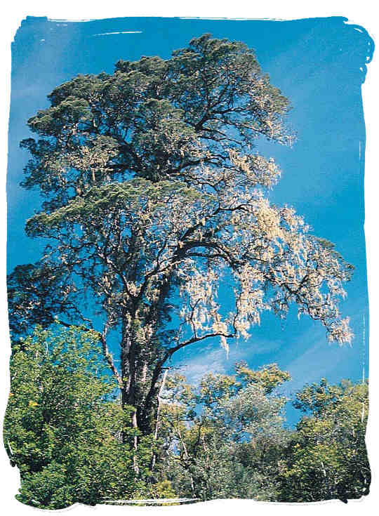 The Yellow-Wood tree - South African National Symbols, National Symbols of South Africa