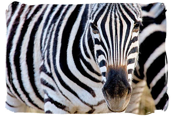 Zebra stripes and eyes